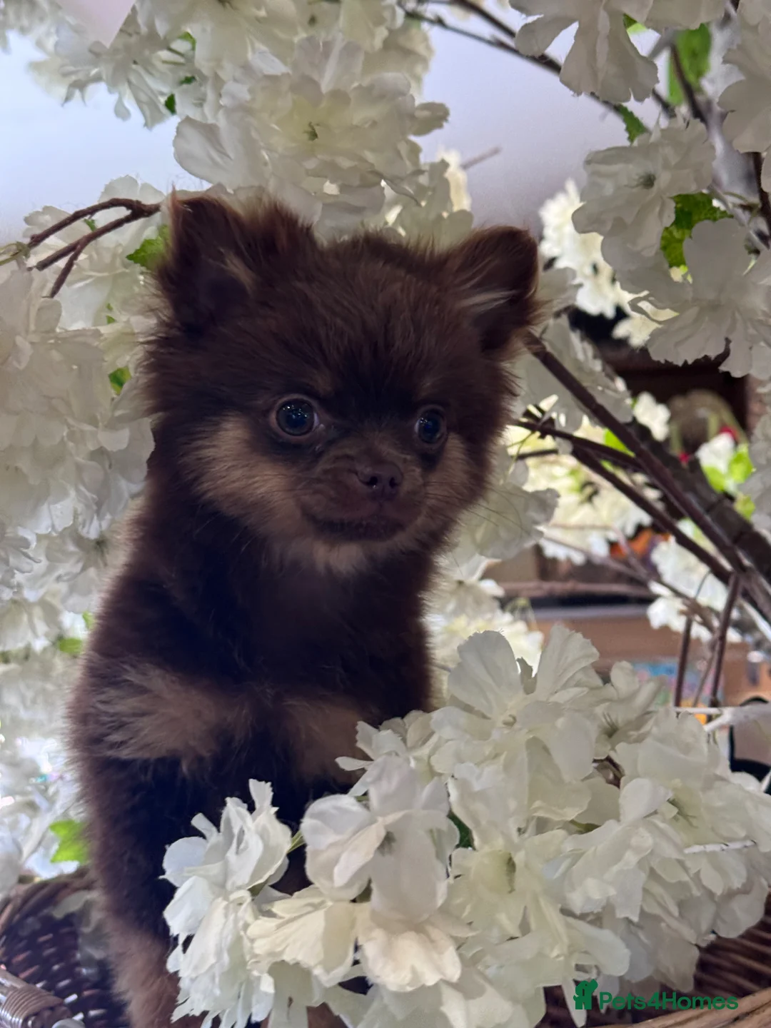 Pomchi dogs for sale: Stunning Chocolate Pomchi  - Advert 2