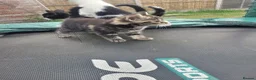 Mixed Breed cats for sale: Kittens looking for responsible& safe forever home in Birmingham - Advert 16