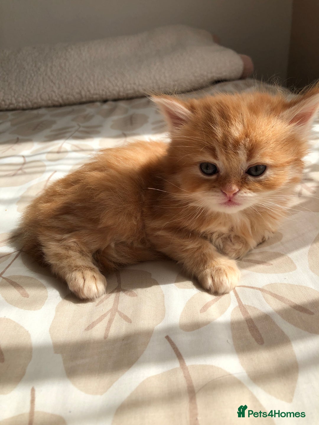Siberian cats for sale: Stunning Siberian Kittens! - Image 6