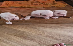 English Bulldog dogs for sale: 2 kc registered males  - Image 3