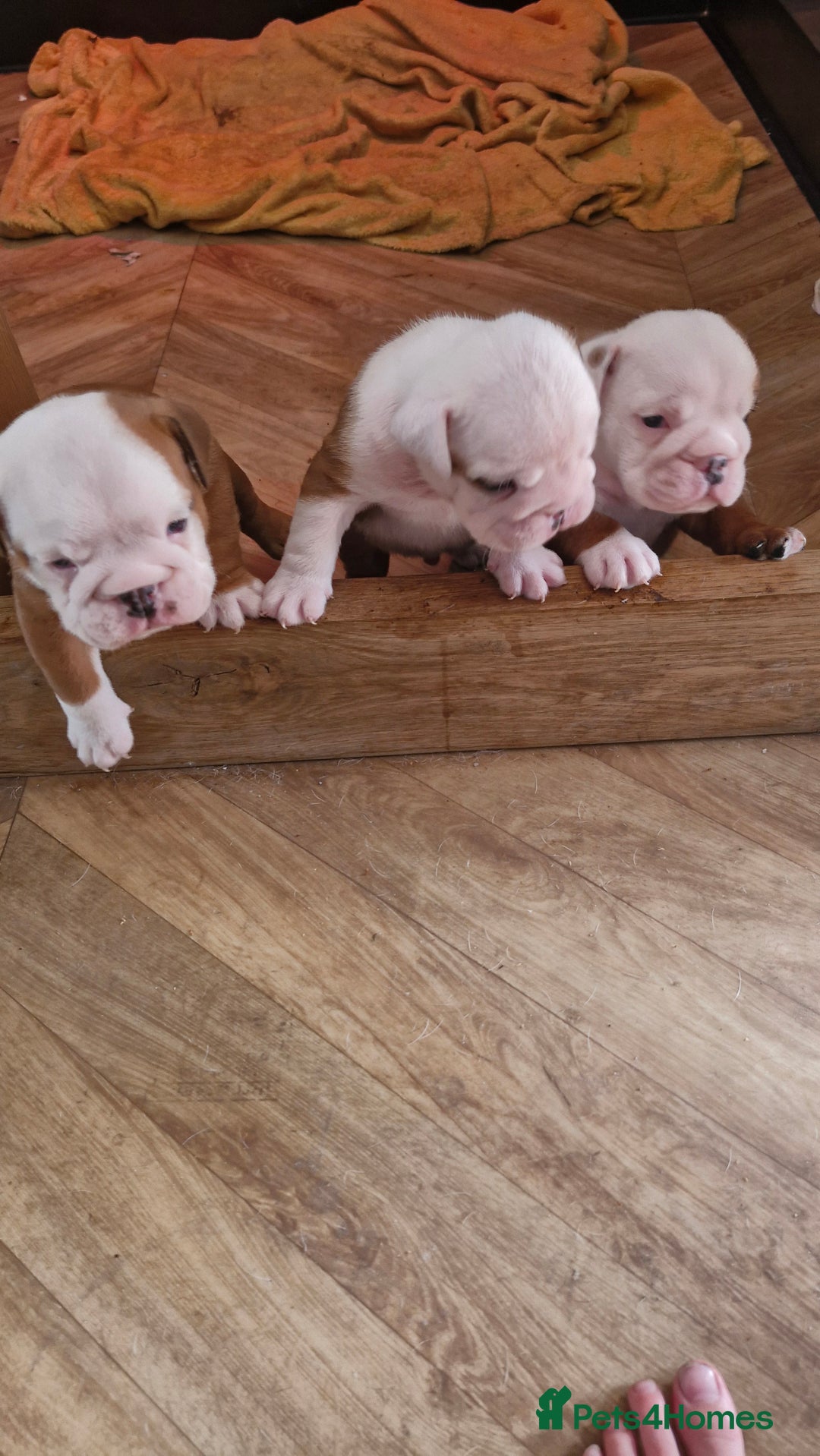 English Bulldog dogs for sale: 2 kc registered males  - Image 3