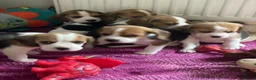 Beagle dogs for sale: KC Reg Pure Pedigree champ Beagle  - Advert 34