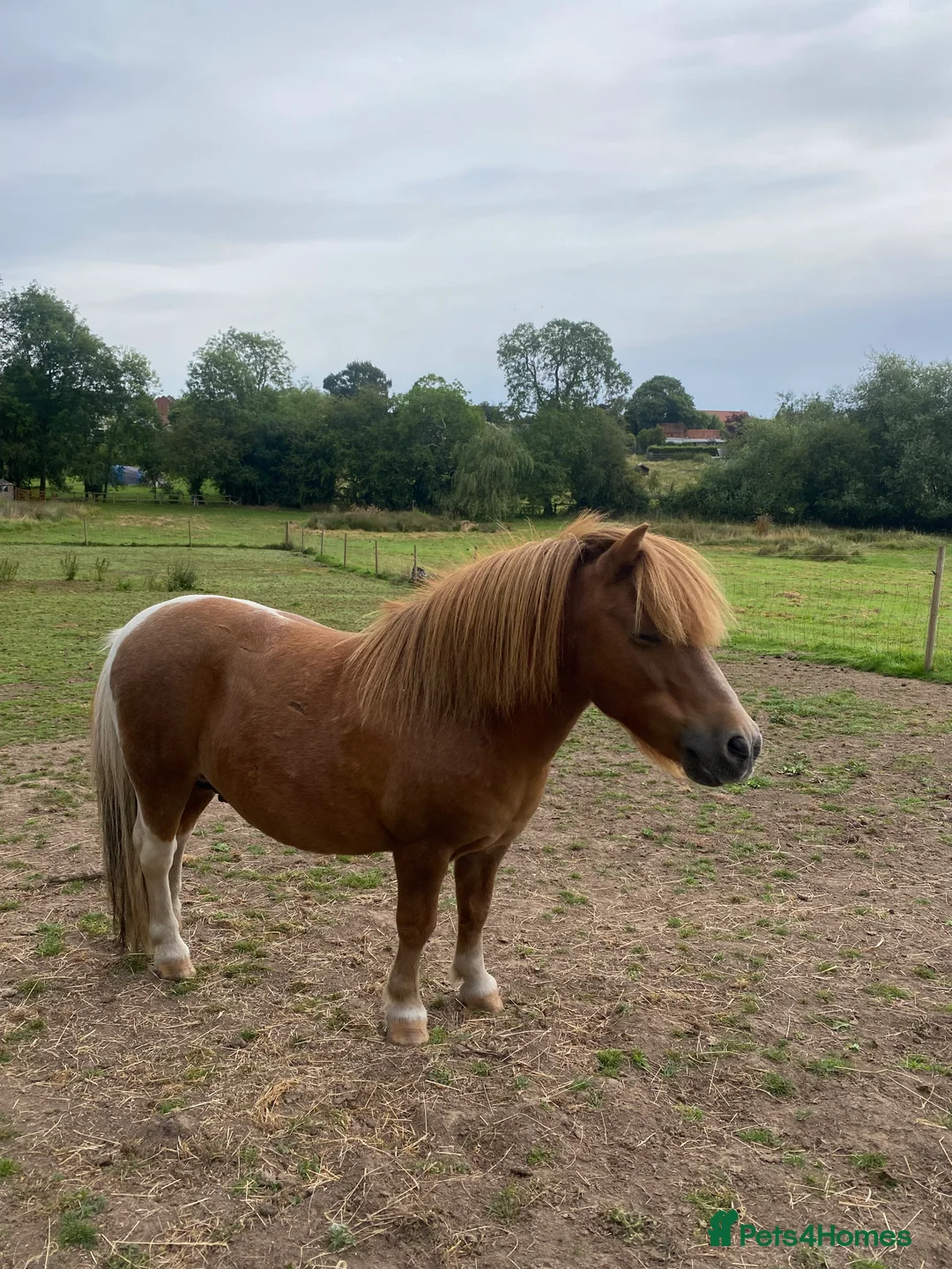 Miniature horses for sale: 🔥 Beautiful miniature stallions 🔥 in Newark - Advert 2
