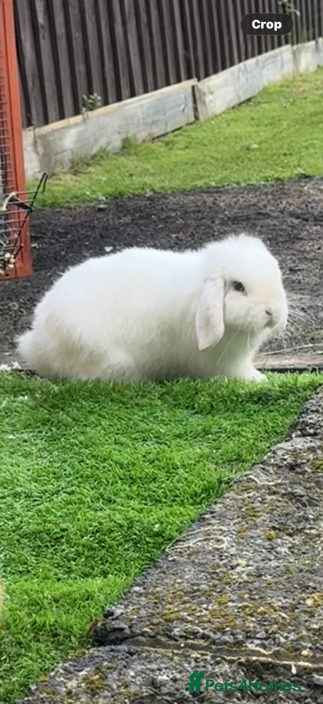 Mini Lop rabbits for sale: Mini lop pure bred  - Advert 7