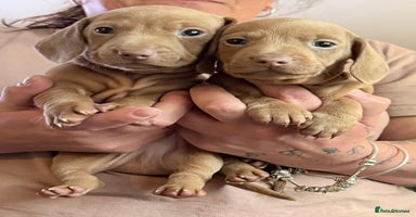 Miniature Dachshund dogs - Advert 11