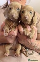 Miniature Dachshund dogs - Advert 5