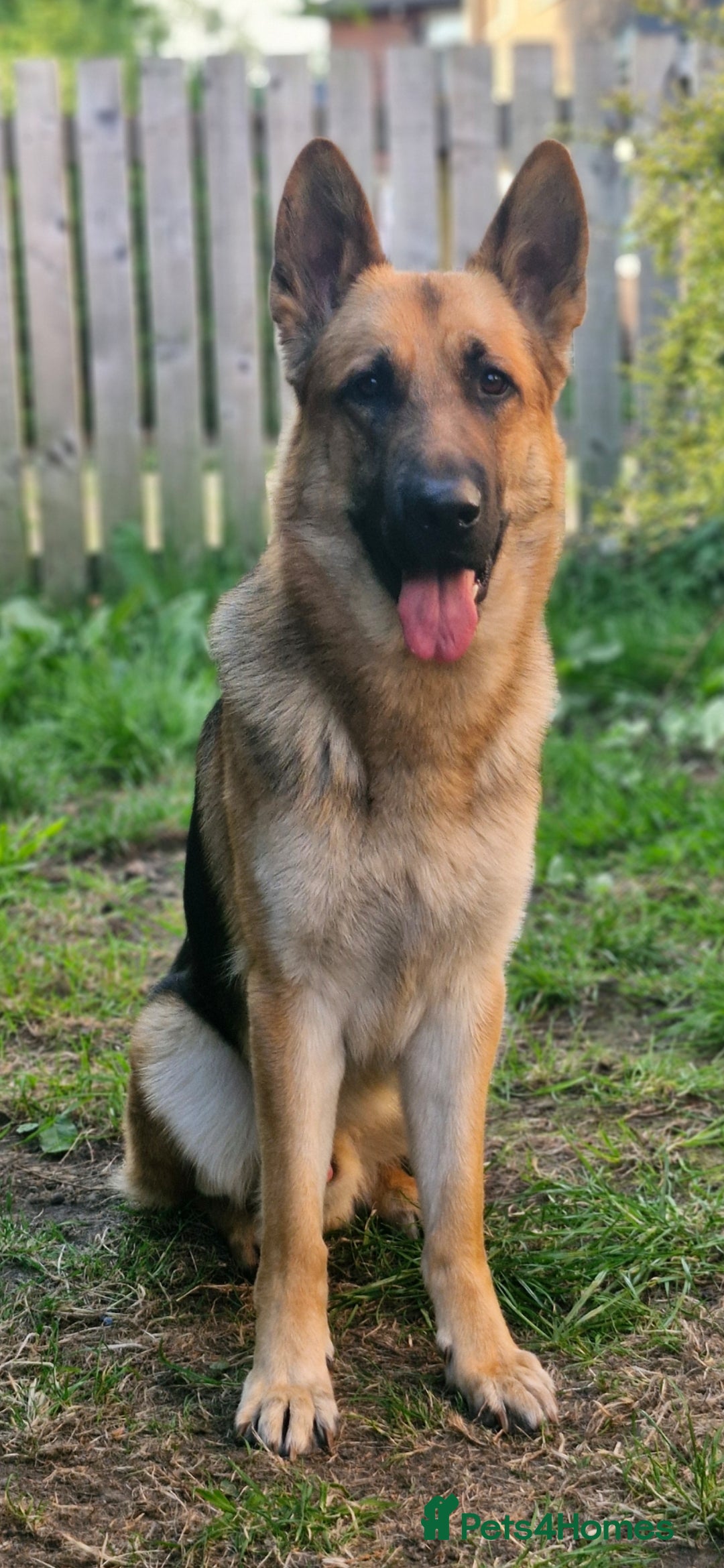 German Shepherd dogs for sale: Major - Image 3