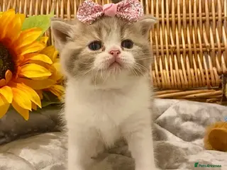 Scottish Fold cats 🧸EXTREMELY RARE TICA FAWN SCOTTISH/BSH 😻🧸 - Advert 6