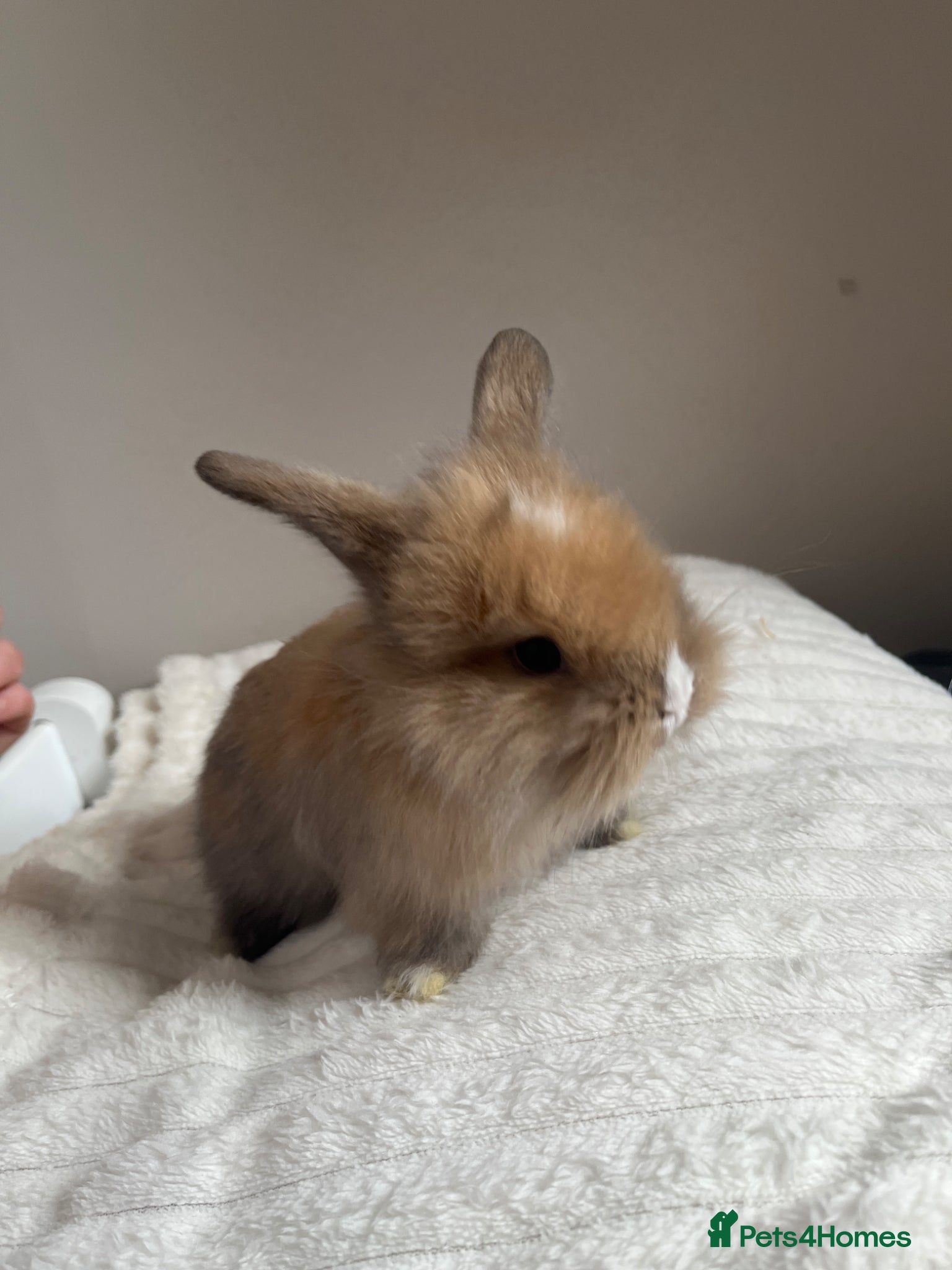 Mini Lop rabbits Mini lop babies  - Advert 1