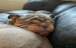 English Bulldog dogs for sale: Lilac & Tan English Bulldog 3 Yr Old MALE - Image 18