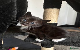Mixed Breed cats for sale: Beautiful Black & White Kittens  - Image 9