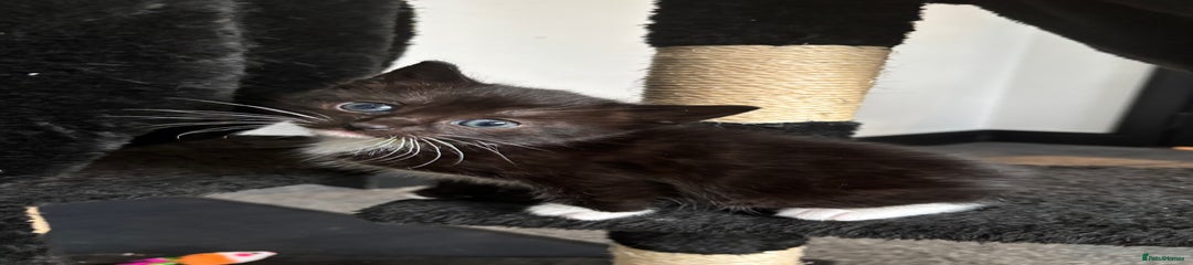 Kitten 1 (Jaggie)