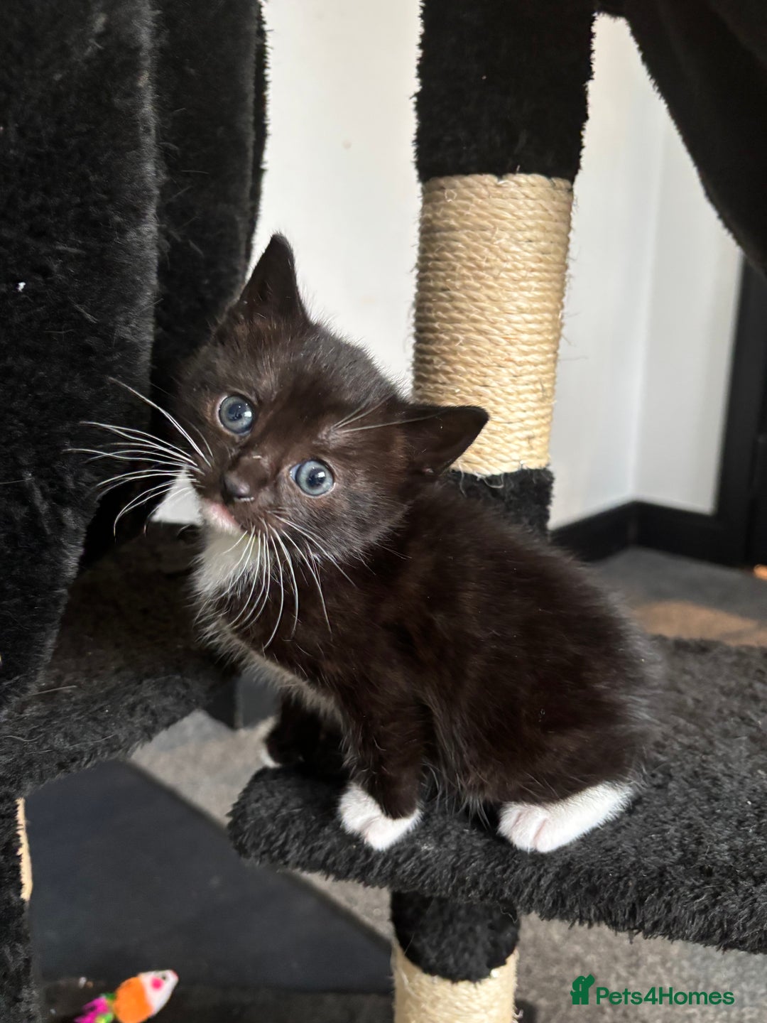 Mixed Breed cats for sale: Beautiful Black & White Kittens  - Image 9
