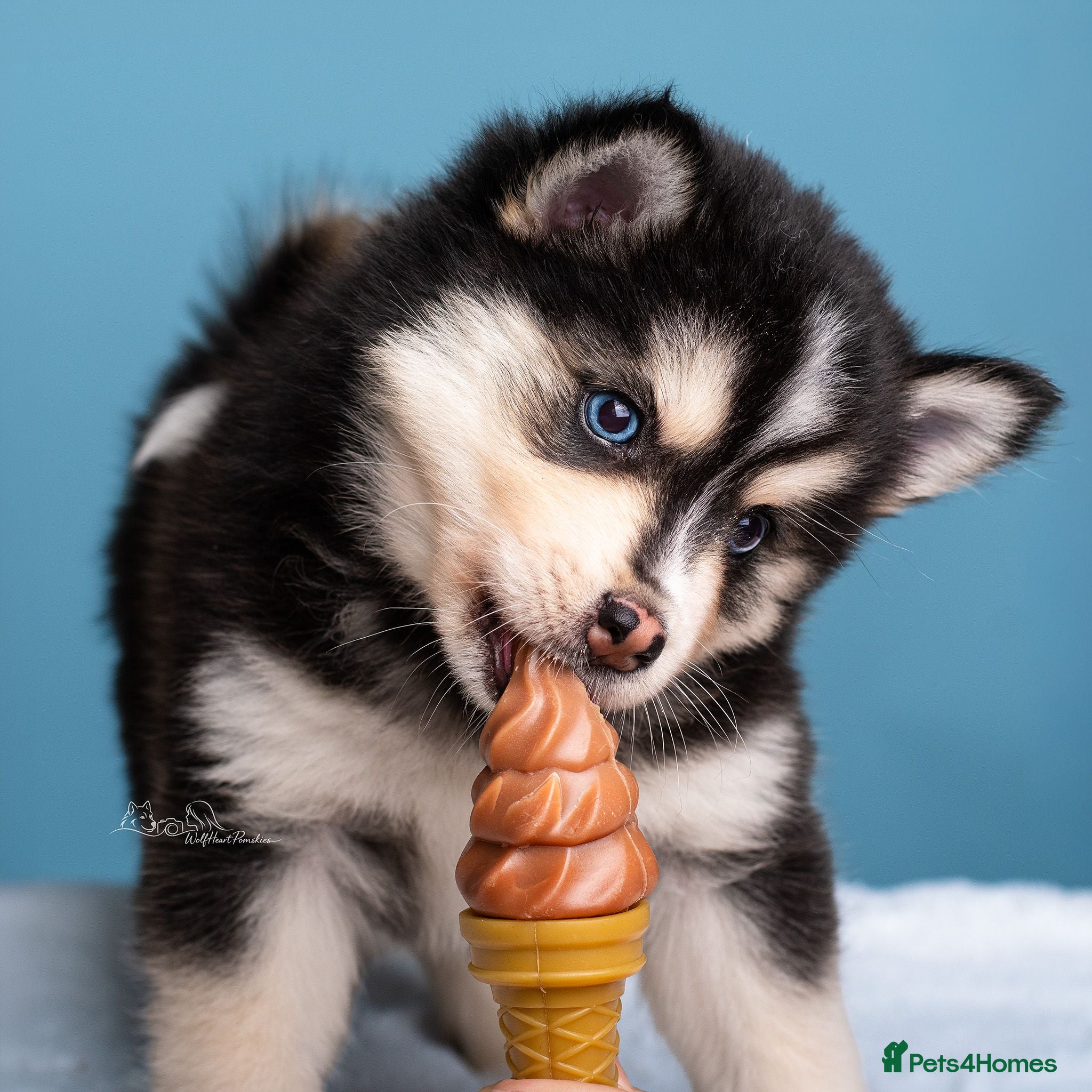 Pomsky dogs 2 girls and  boy are searching for 5 star homes - Advert 9