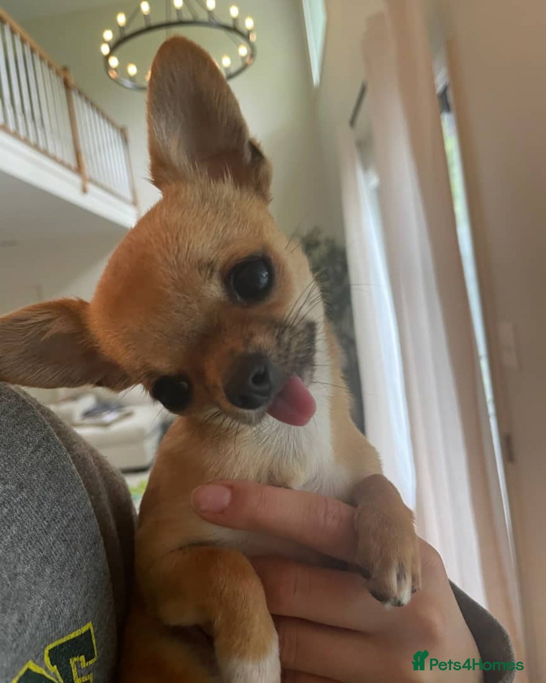 Chihuahua dogs for sale: Chihuahua Boy - Image 2