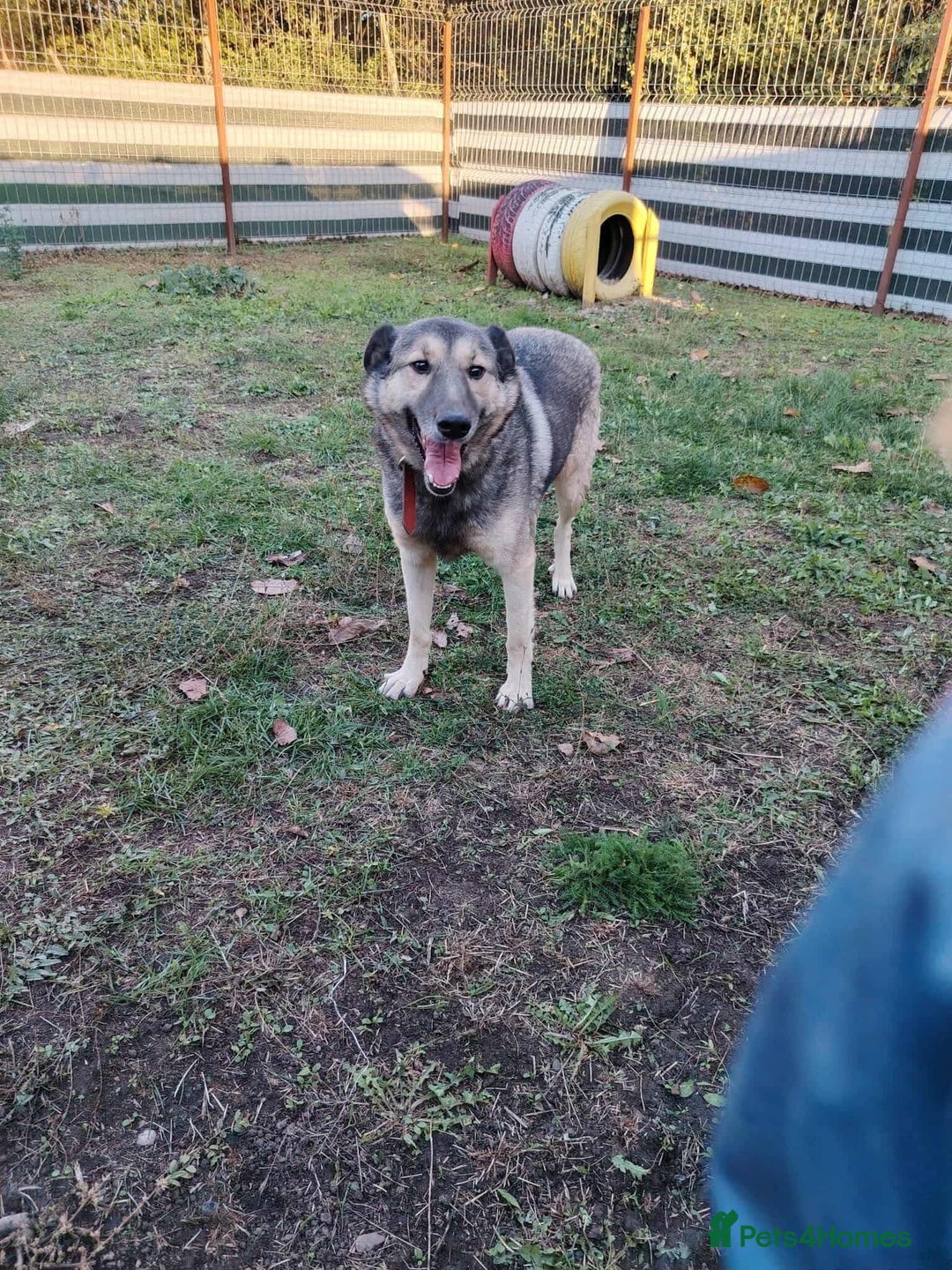 Mixed Breed dogs for adoption: Orville 💙 - Advert 2