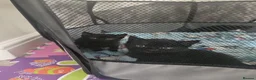 Mixed Breed cats for sale: Calico kittens for sale in Consett - Advert 2