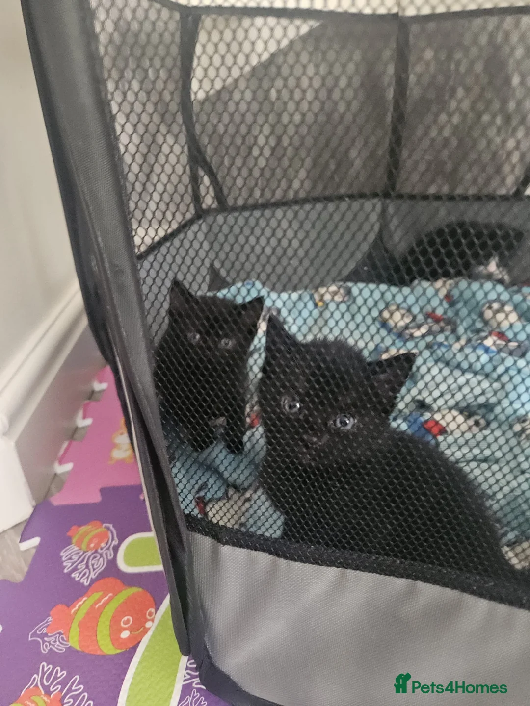 Mixed Breed cats for sale: Calico kittens for sale in Consett - Advert 2