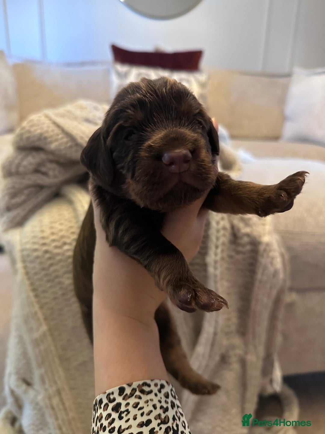 Cocker Spaniel dogs for sale: Stunning KC reg working cocker spaniel puppies  - Advert 19