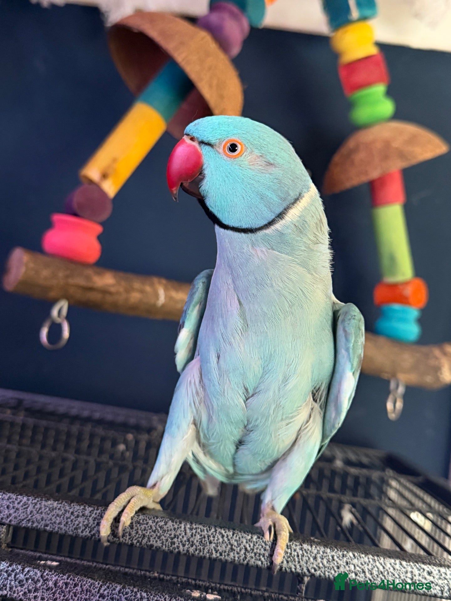 Parakeets birds for sale: Bluey the ringneck - Advert 1