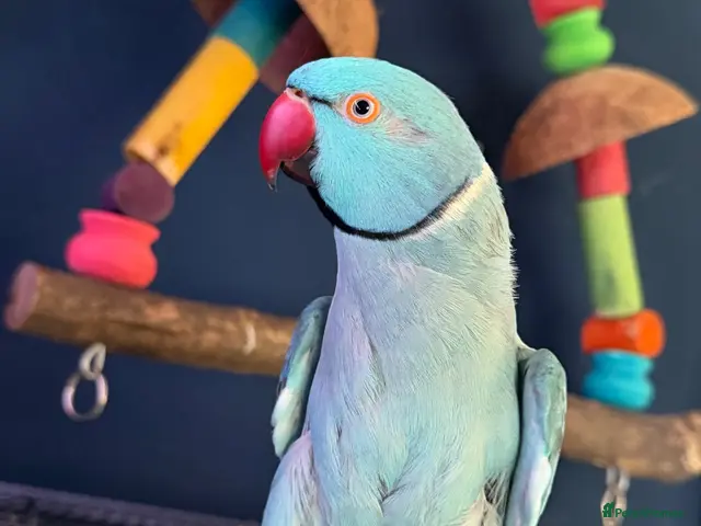 Parakeets birds for sale: Bluey the ringneck - Advert 1
