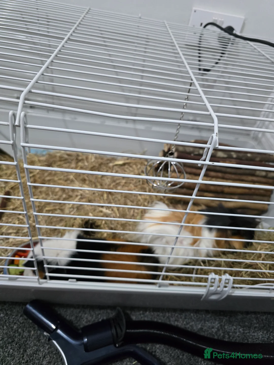 Mixed Breed reptiles for sale: 2 crested guinea pigs - Advert 3