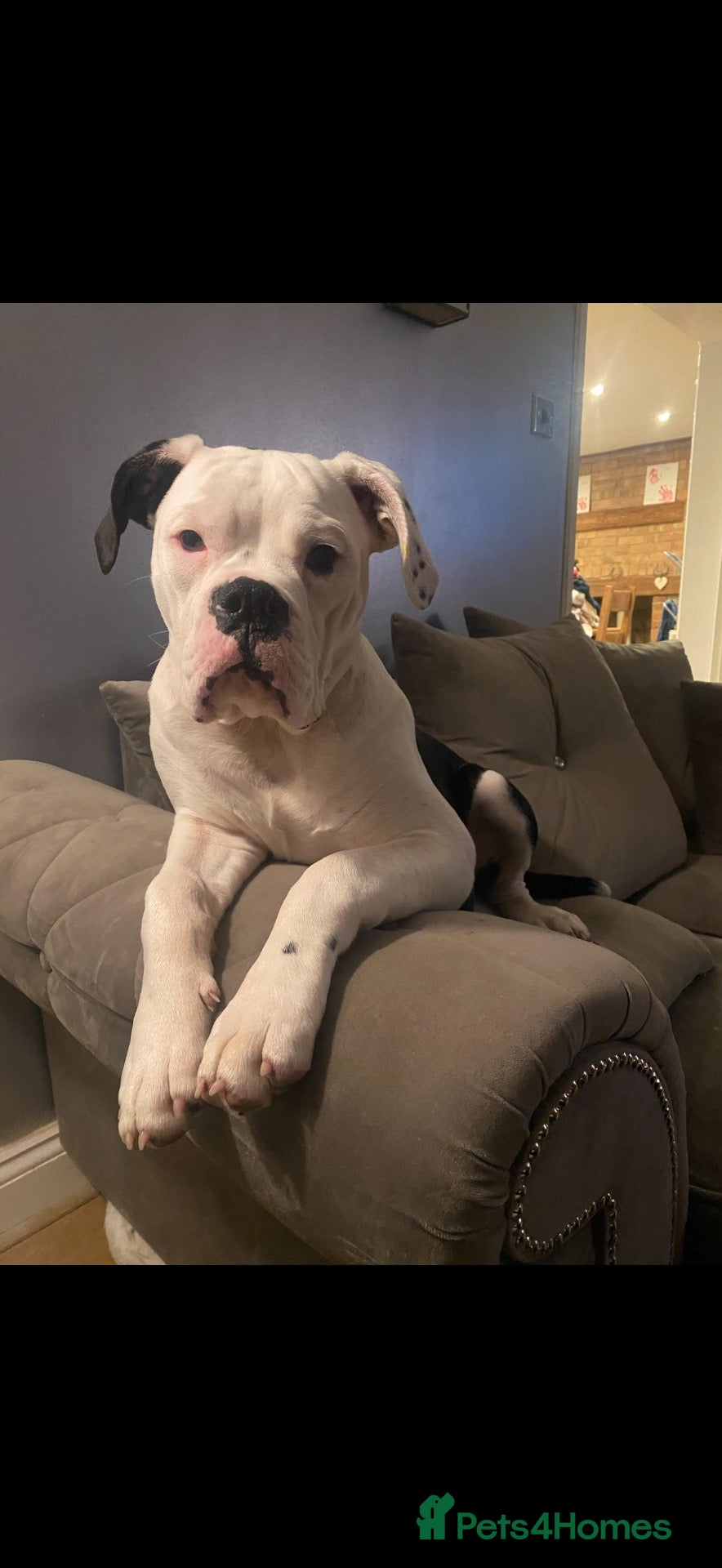 Dorset Olde Tyme Bulldogge dogs FREE Rehome. (Perfect home)Dorset old Tyne bulldog - Advert 1