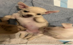 Chihuahua dogs for sale: Chilhuahua puppies  - Image 12