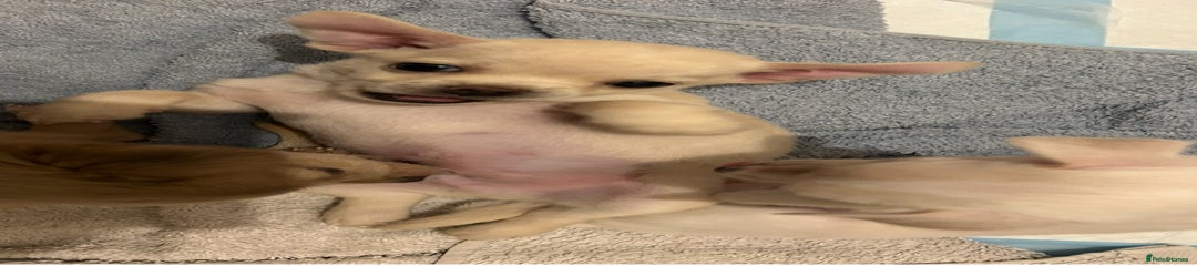 Chihuahua Puppy 3