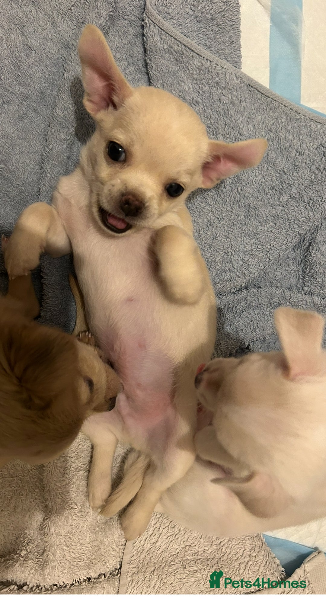 Chihuahua dogs for sale: Chilhuahua puppies  - Image 12