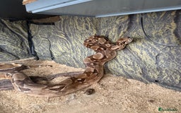 Boa Snake reptiles for sale: Boa snake - Image 2