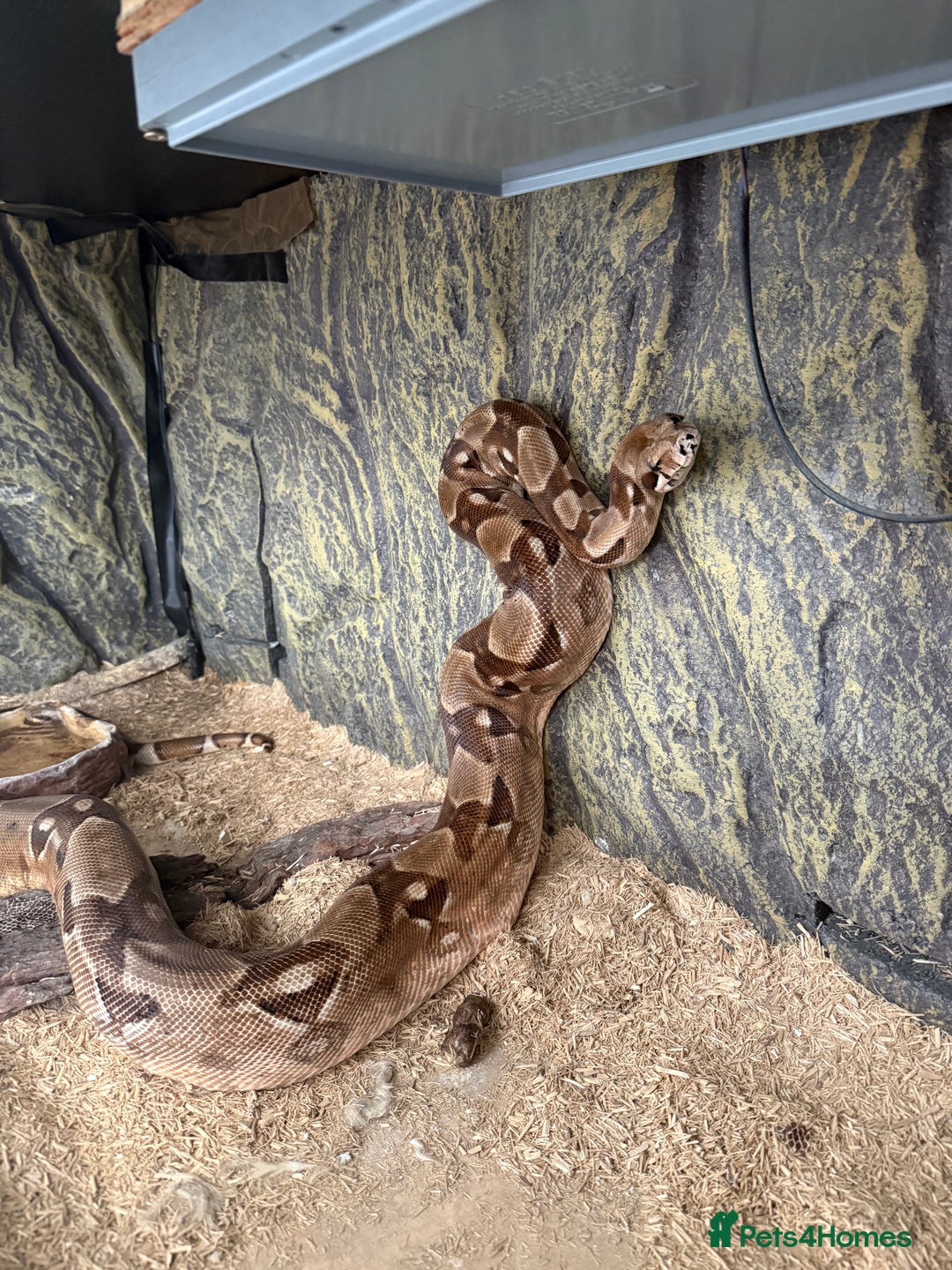 Boa Snake reptiles for sale: Boa snake - Image 2