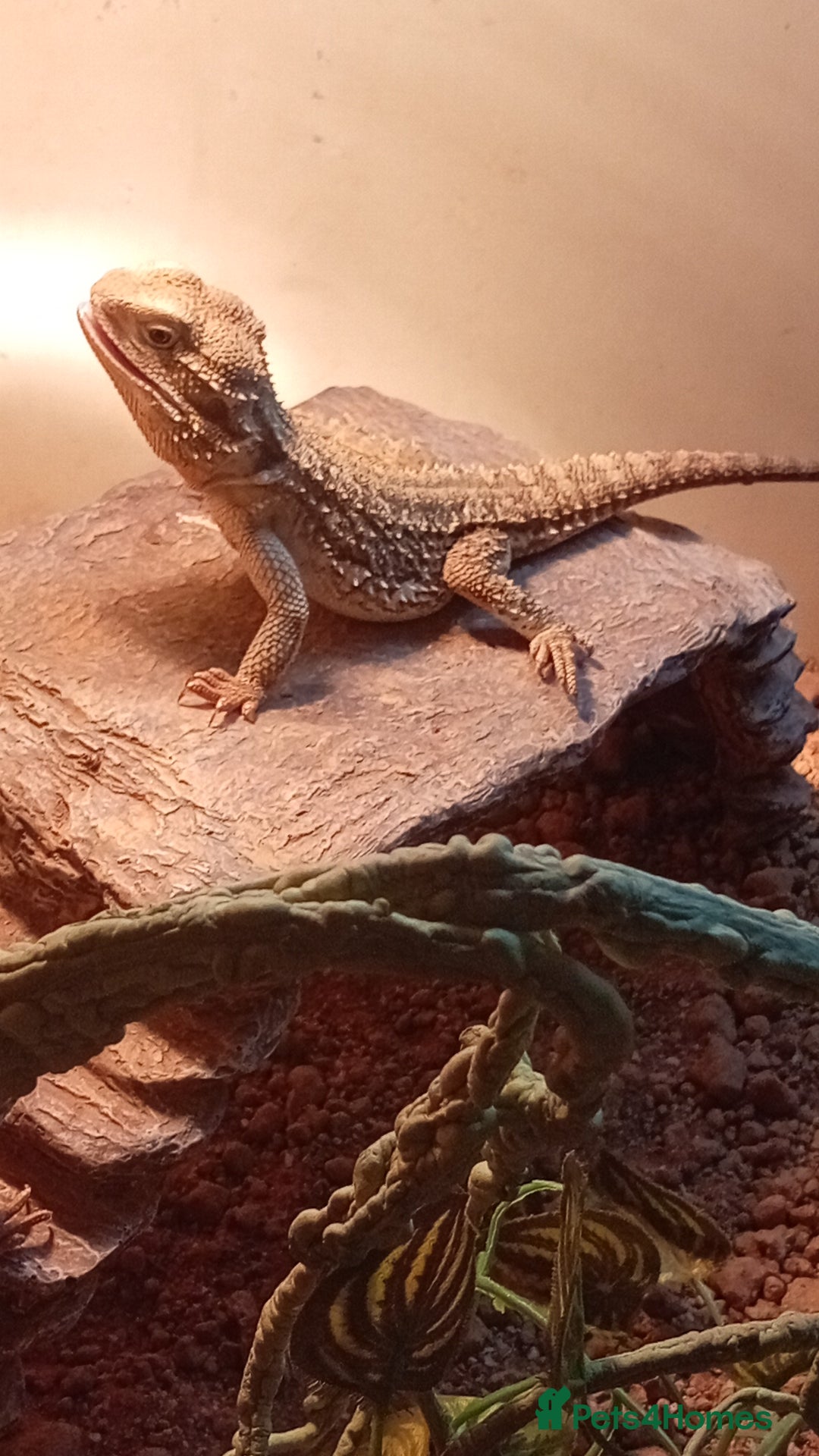 Bearded Dragon reptiles for sale: Stunning young dragons.  - Image 5