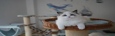 Ragdoll 3