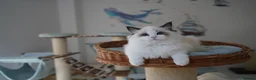 Ragdoll cats for sale: TICA register kittens - Advert 7