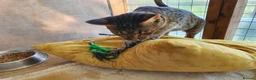 Savannah cats for sale: F4 Savannah Girl TICA - Advert 7