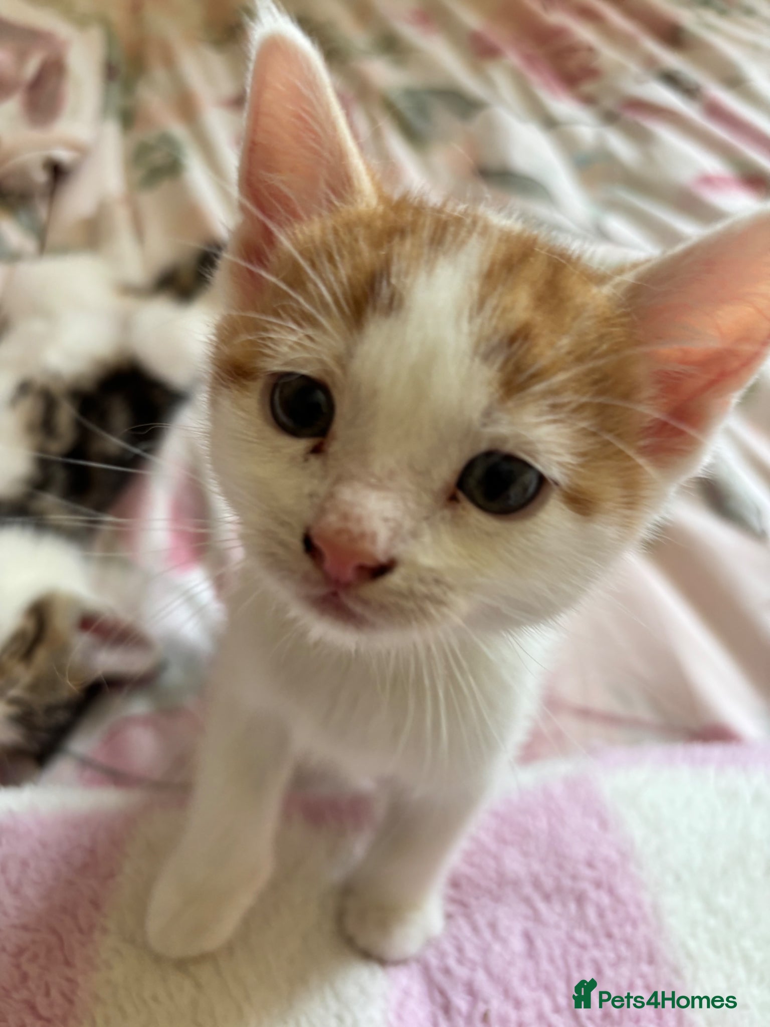 Domestic Shorthair cats Adorable playful kittens ready for loving homes! - Advert 13