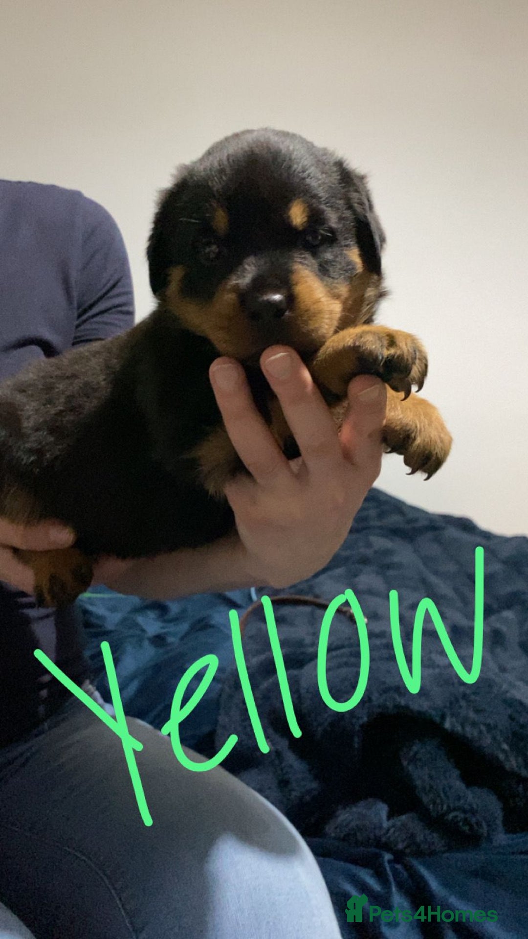 Rottweiler dogs for sale: Kc reg stunning rottweiler puppies - Advert 13