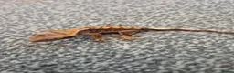 Gecko reptiles for sale: Female Crested Gecko - Advert 11