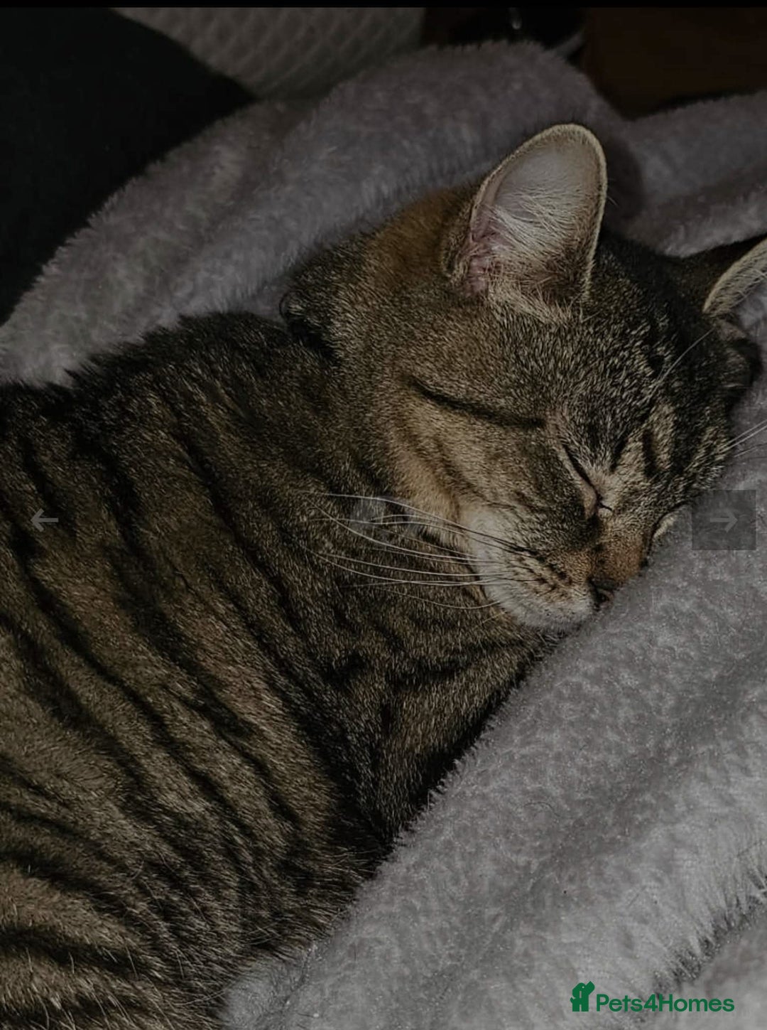 Domestic Shorthair cats for sale: Female Grey Tabby Needs Only Pet Home - Advert 2