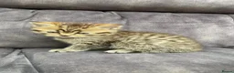 British Shorthair cats for sale: Male kitten bsh x bengal  in Leicester - Advert 6