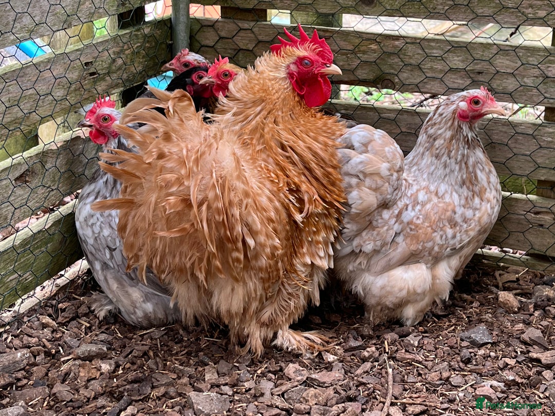 Chickens poultry for sale: Pekin Bantam Chicks, Growers, Hens, Hatching Eggs - Image 3