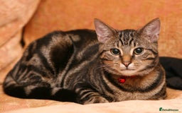 American Shorthair cats for sale: Amazing playful boy is looking for a loving family - Image 6
