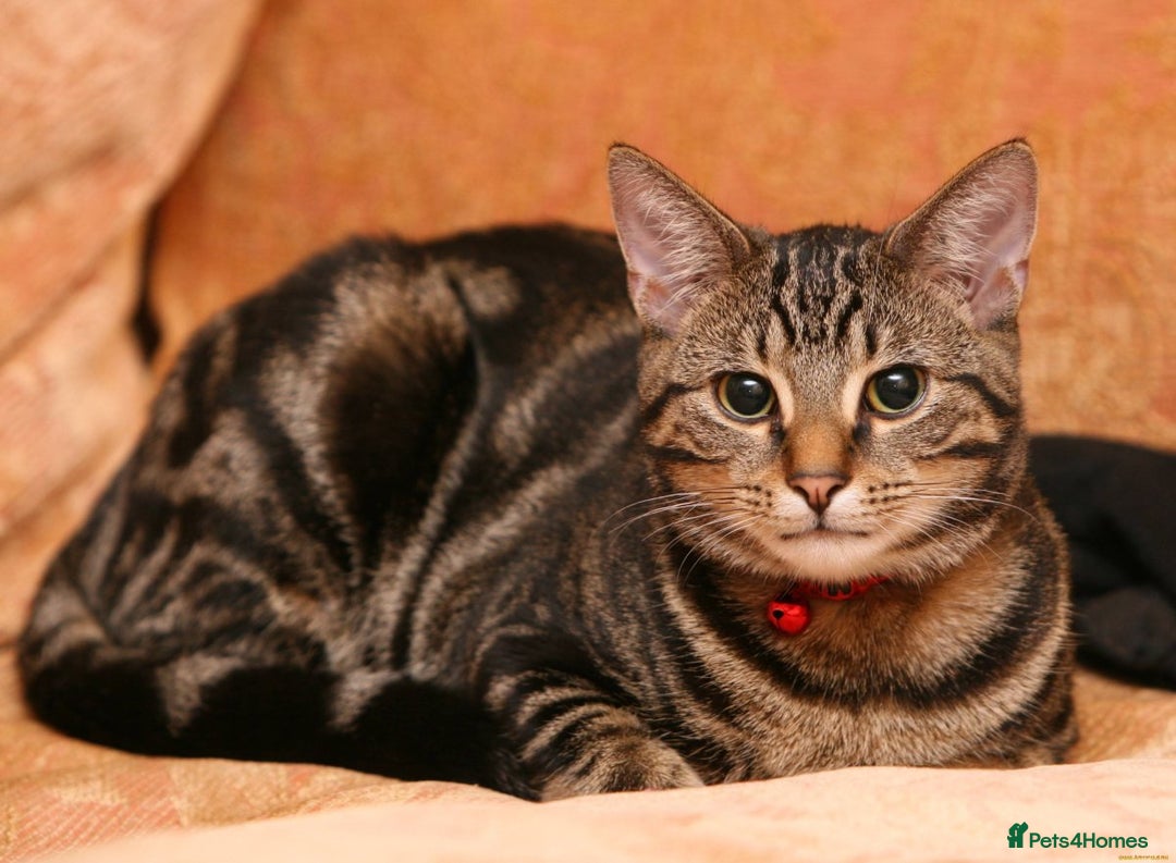 American Shorthair cats for sale: Amazing playful boy is looking for a loving family - Image 6