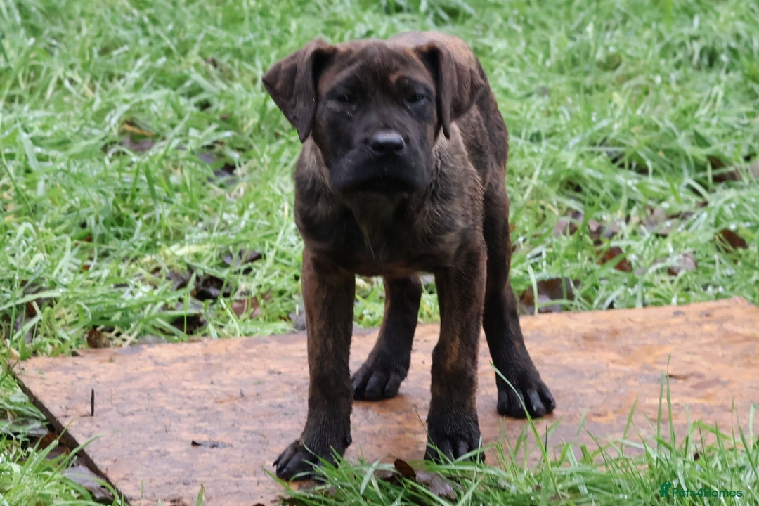 Presa Canario dogs for sale: Presa Canario Puppies (Recognised Breeder) - Advert 9