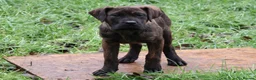Presa Canario dogs for sale: Presa Canario Puppies (Recognised Breeder) - Advert 9