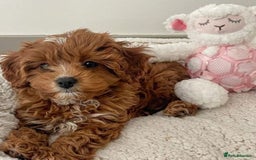 Cavapoo dogs for sale: F1 Health tested Cavapoos  - Image 14