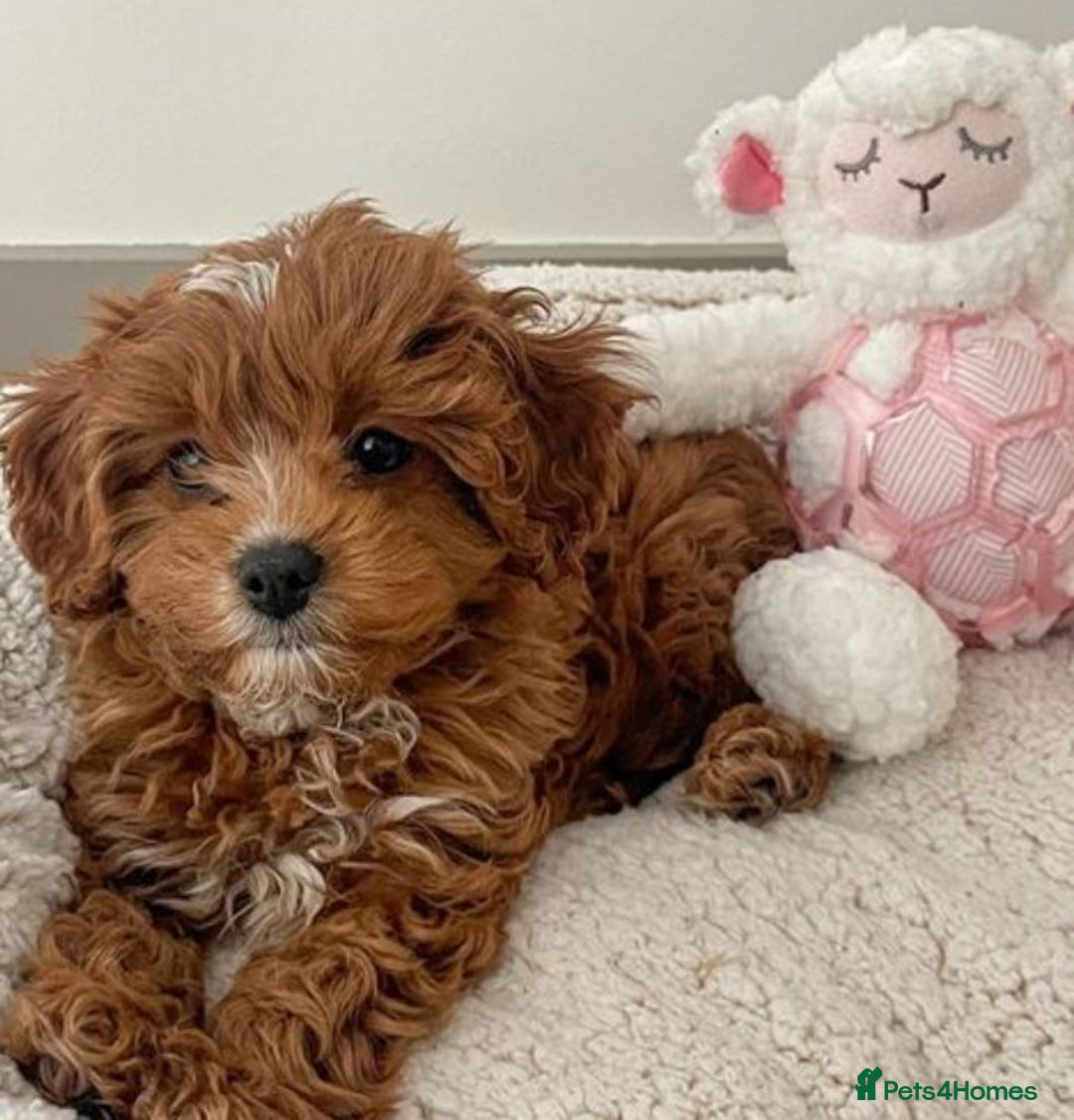 Cavapoo dogs for sale: F1 Health tested Cavapoos  - Image 14
