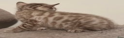 Bengal cats for sale: BIG BOY SNOW LYNX  - Advert 7