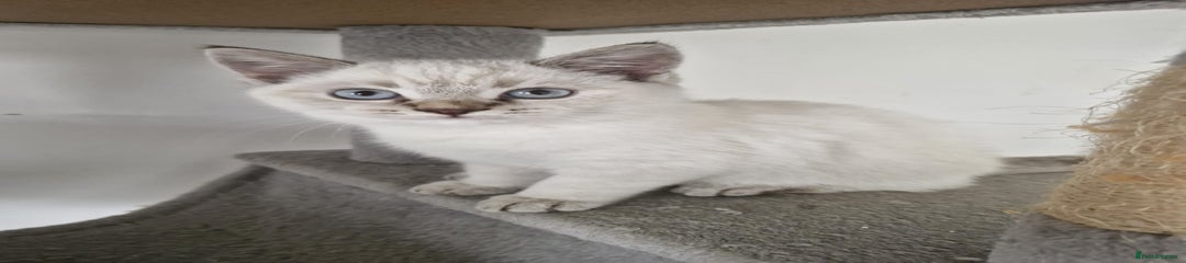 Selkirk Rex Kitten 2